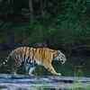 Bengal tiger - India, Nepal, Bhutan, Bangladesh