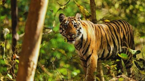 6 living tiger subspecies and where you can see them in the wild