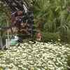 Rich plant collection maintained