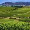 Article image for: World-class wine regions