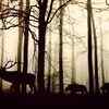 Nearly 1000 animal species have gone extinct since the 1500s