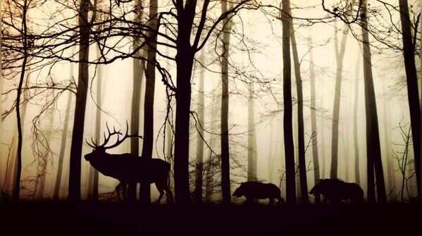 Nearly 1000 animal species have gone extinct since the 1500s
