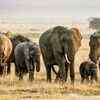 Article image for: The elephant has the longest gestation period of all mammals