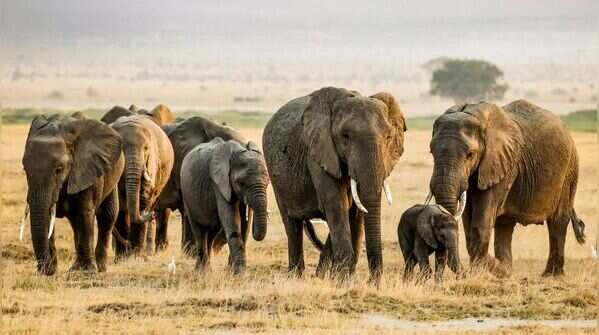 The elephant has the longest gestation period of all mammals