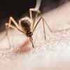 It would take 1.1 million mosquitoes to drain all your blood