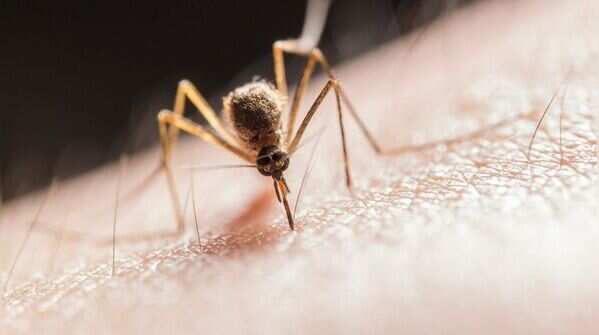 It would take 1.1 million mosquitoes to drain all your blood
