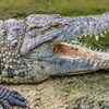 Article image for: Crocodiles have the most powerful bite in the world
