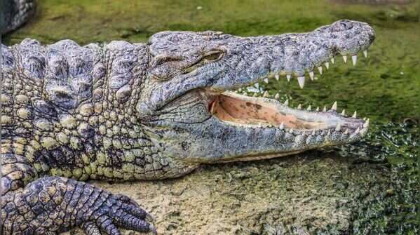 Crocodiles have the most powerful bite in the world