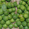 Allahabadi Surkha Guava