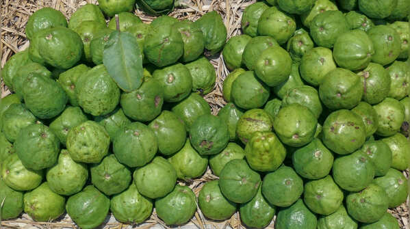 Allahabadi Surkha Guava
