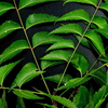 Neem: The Ultimate Sweat-Buster