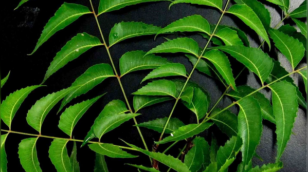 Neem: The Ultimate Sweat-Buster