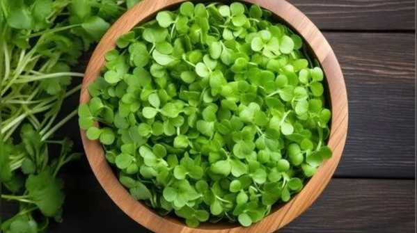 Brahmi: The Scalp Chill Pill