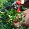 Prune and deadhead to encourage more blooms