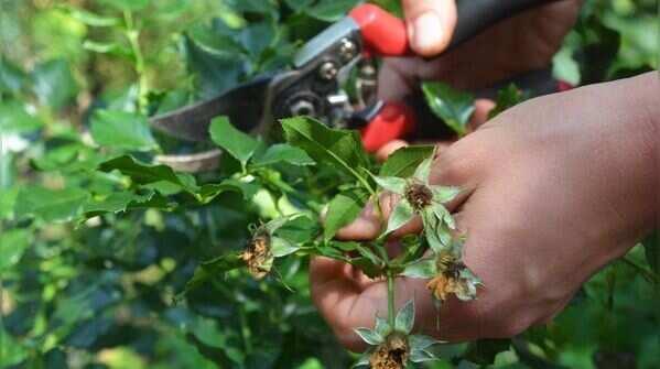 Prune and deadhead to encourage more blooms