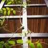 Give it a trellis or support