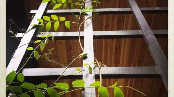 Give it a trellis or support