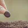 Sow the seeds at the right depth