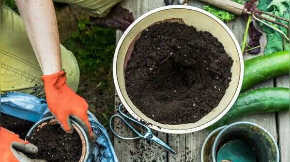 Fill it with light, well-draining soil