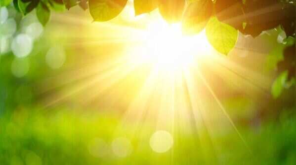 Choose a bright, sunny spot