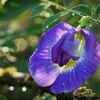 Article image for: How to grow Goddess Durga’s favourite <i class="tbold">Aparajita</i> flowers in your balcony garden