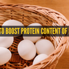 Article image for: How to boost protein <i class="tbold">content</i> of eggs