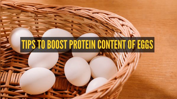 How to boost protein content of eggs