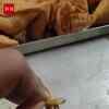 Article image for: Students allege lizard found in university canteen meal