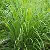 Lemongrass