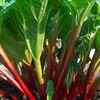 Rhubarb