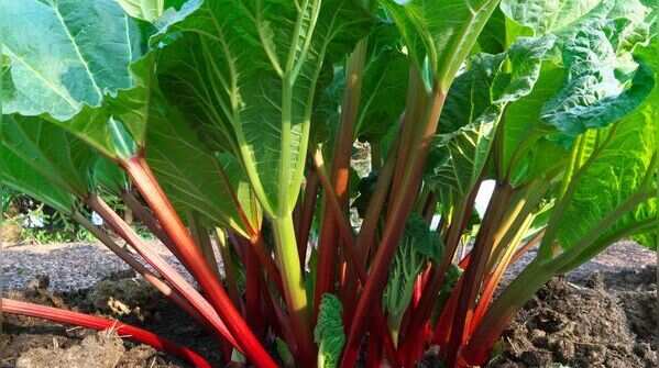 Rhubarb