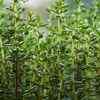 Thyme