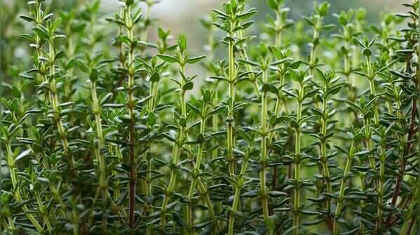 Thyme