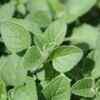 Oregano