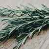 Rosemary