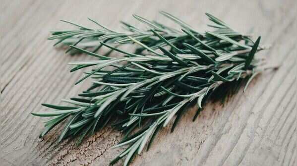 Rosemary