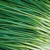Chives