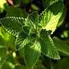 Article image for: <i class="tbold">mint</i>