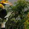 Great hornbill and its role in the forest