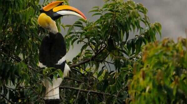 Great hornbill and its role in the forest