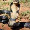 King cobra and its surprising behaviour