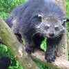 Binturong: The animal that smells like popcorn