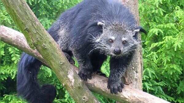 Binturong: The animal that smells like popcorn