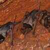 Wroughton’s free-tailed bat and its mystery