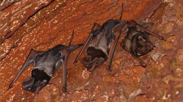 Wroughton’s free-tailed bat and its mystery