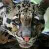Clouded leopard and its life in the trees