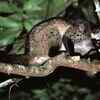 Asian palm civet and its unusual diet