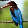 White-throated kingfisher and its varied diet