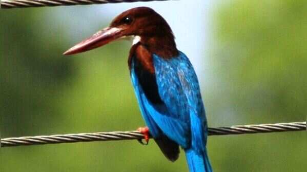 White-throated kingfisher and its varied diet
