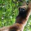 Hoolock gibbon and India’s only ape